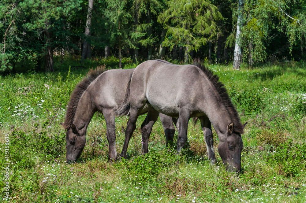 Tarpan-Fohlen in den Masuren; Polen