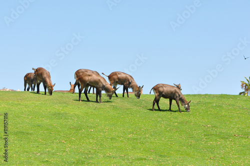 Kilimanjaro Oryx