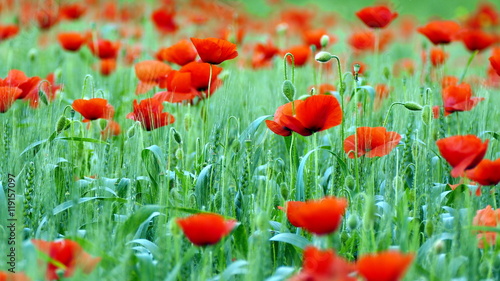 Fotografija Field of red poppies