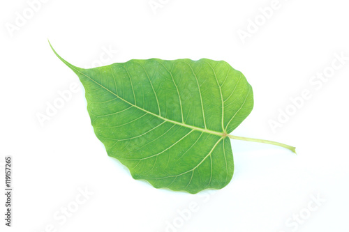 Bo leaves heart-shaped leaves are long end. on white background