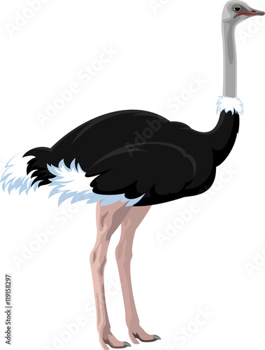 vector african ostrich 