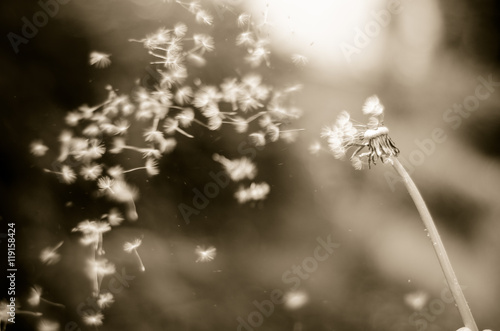 Fototapeta Naklejka Na Ścianę i Meble -  Vintage b&w photo of Dandelion with seeds blowing away across a