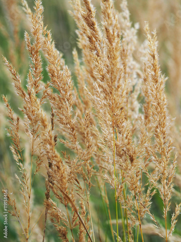 autumn meadow macro photo