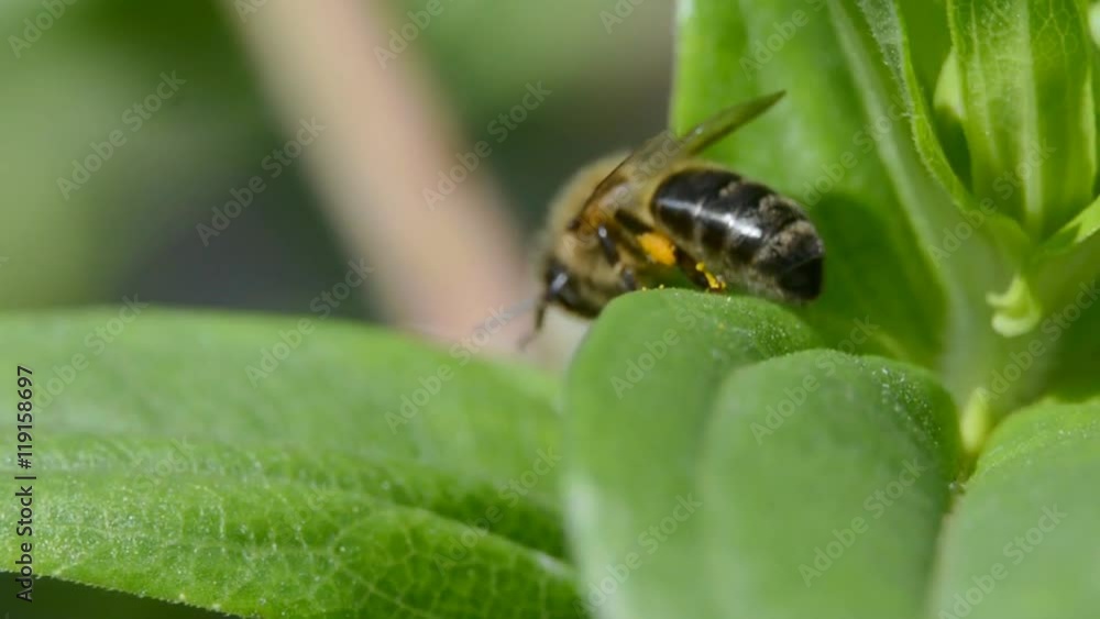 close up of a bee on the leaf of a plant close up of a bee on the leaf of a plant