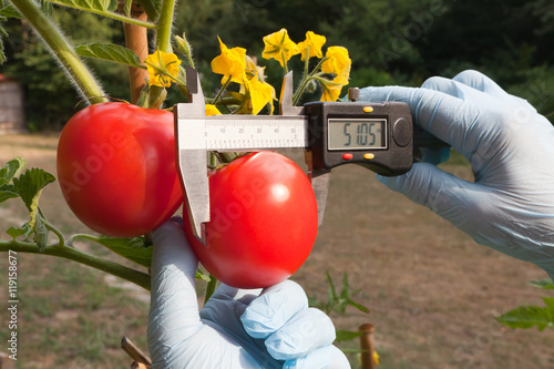 tomatoes photo