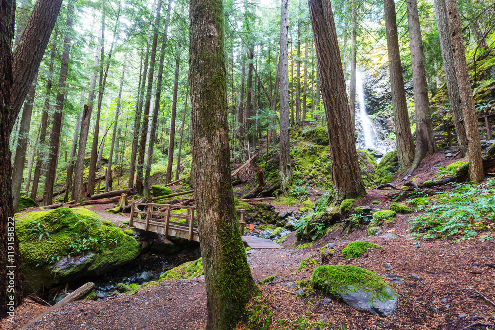 Fototapeta premium Vancouver forest