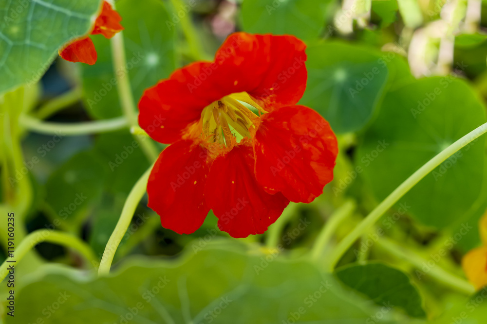 Red Bloomed Nasturtium in rustic Garden Red Bloomed Nasturtium in rustic Garden