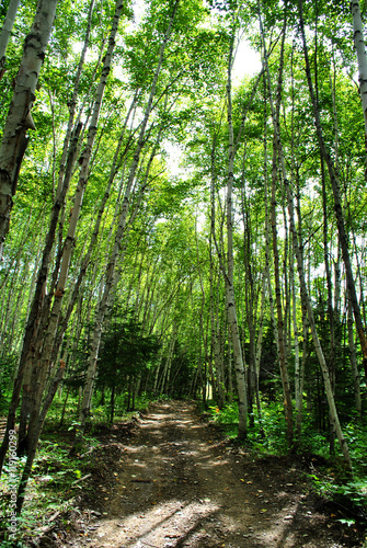 A Forest of White Birch Trees with a Dirt Road Down the Middle