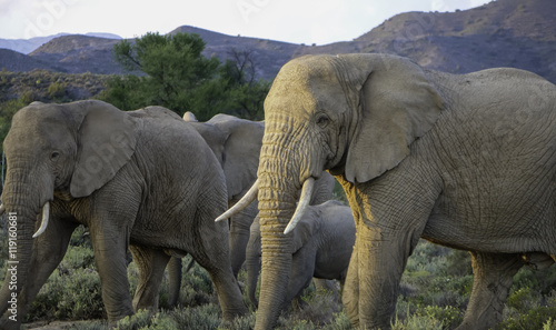 Elefantenherde  © familie-eisenlohr.de