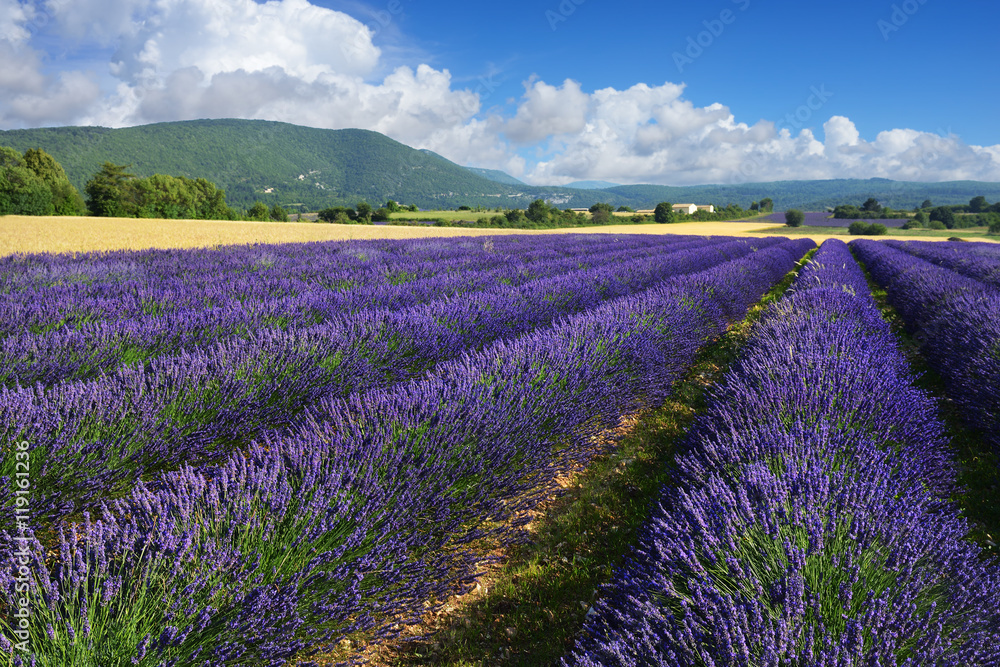 Naklejka premium Pole lawendy w Prowansji we Francji