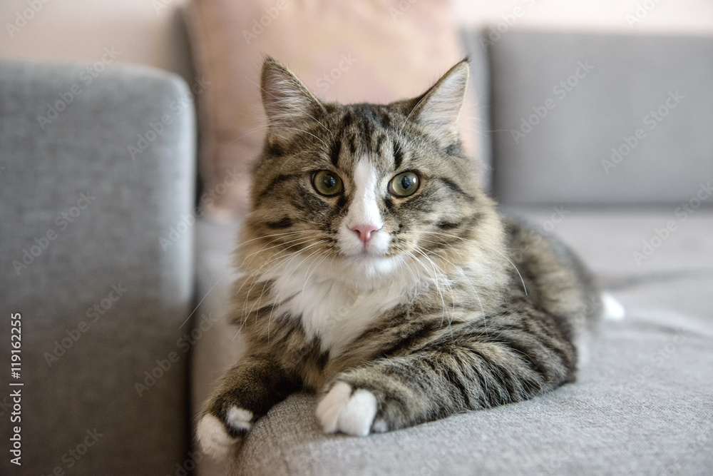 cat lying on the couch. Cat relaxing on the couch cat lying on the couch. Cat relaxing on the couch