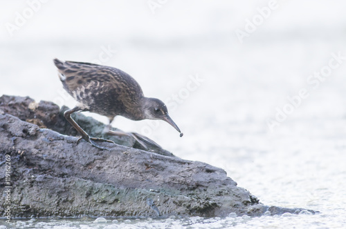 Water Rail