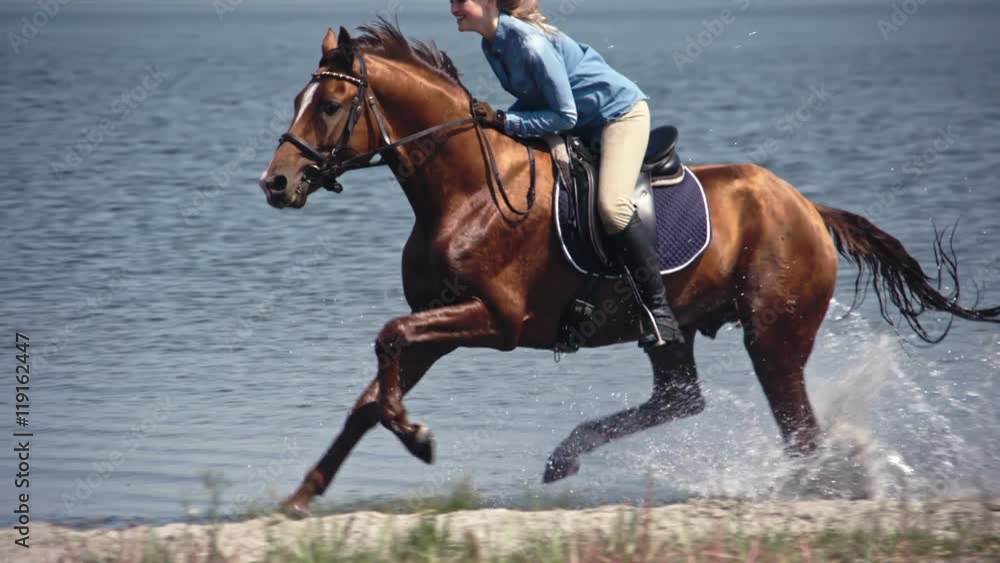 Slow motion tracking of majestic brown thoroughbred and his equestrienne riding through water Slow motion tracking of majestic brown thoroughbred and his equestrienne riding through water