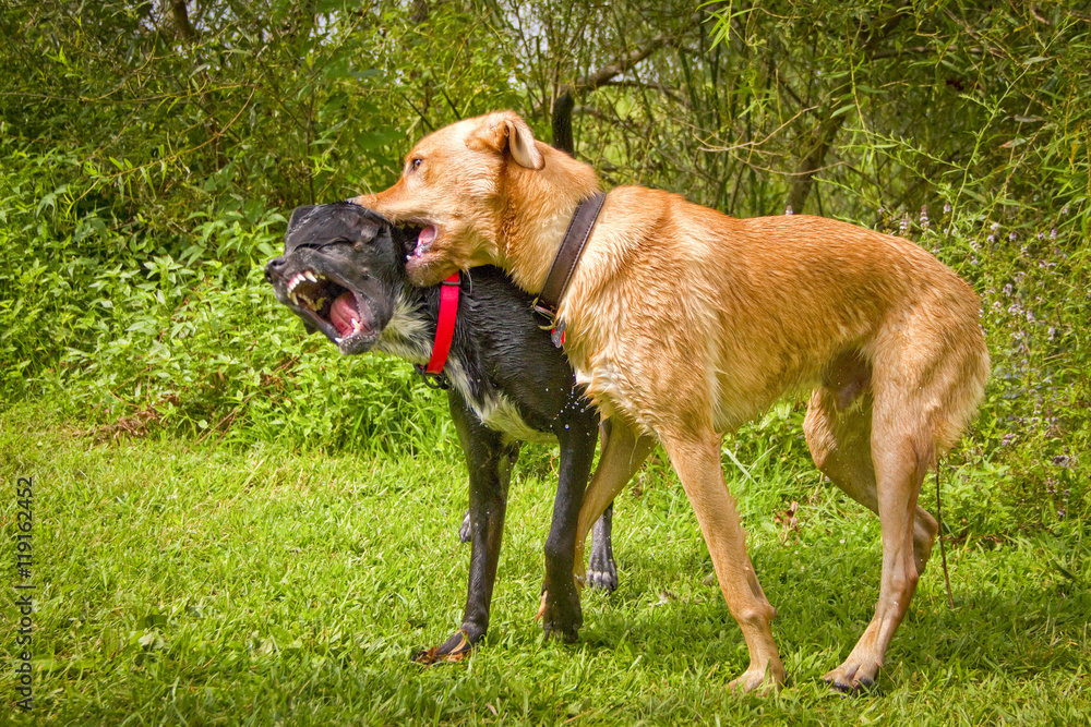 Black Lab mix suffering playful neck bites from beige Lab mix friend on green grassy lawn in park Black Lab mix suffering playful neck bites from beige Lab mix friend on green grassy lawn in park