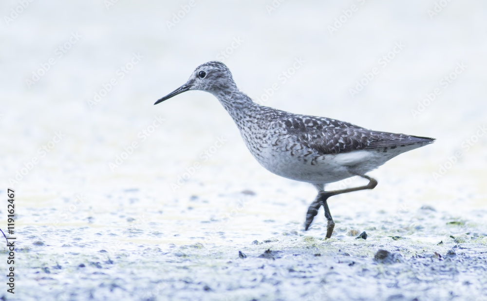 Obraz premium Wood Sandpiper