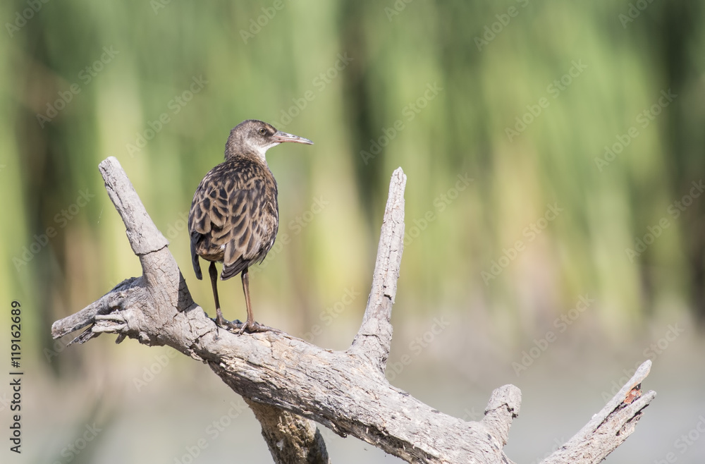 Fototapeta premium Water Rail
