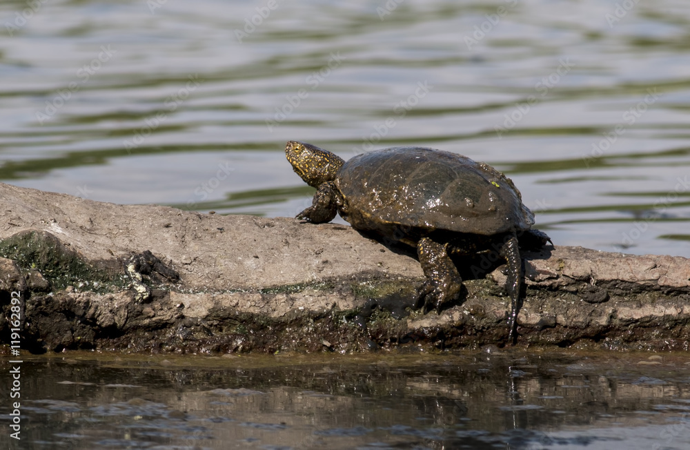 Fototapeta premium European pond turtle