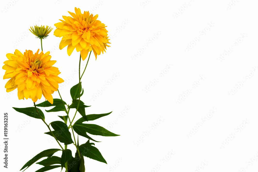 yellow chrysanthemum isolated on white background
