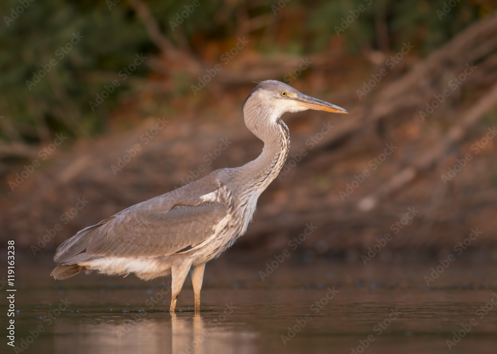 Fototapeta premium Grey Heron 
