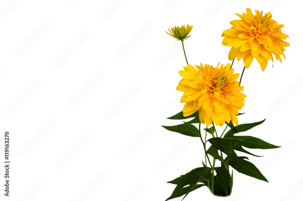 Fototapeta premium yellow chrysanthemum isolated on white background 