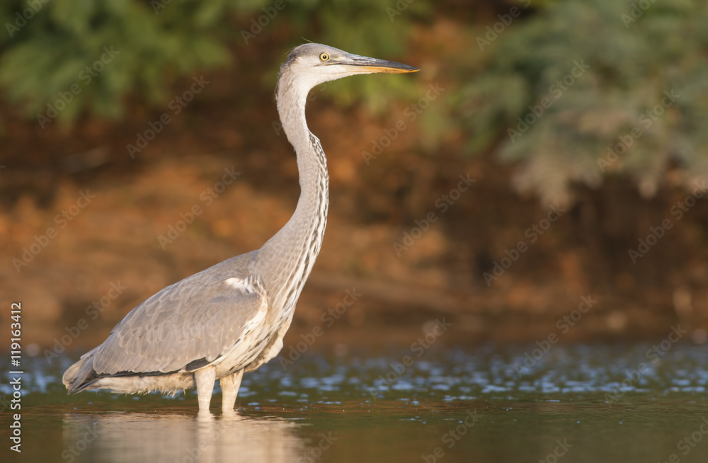 Obraz premium Grey Heron 
