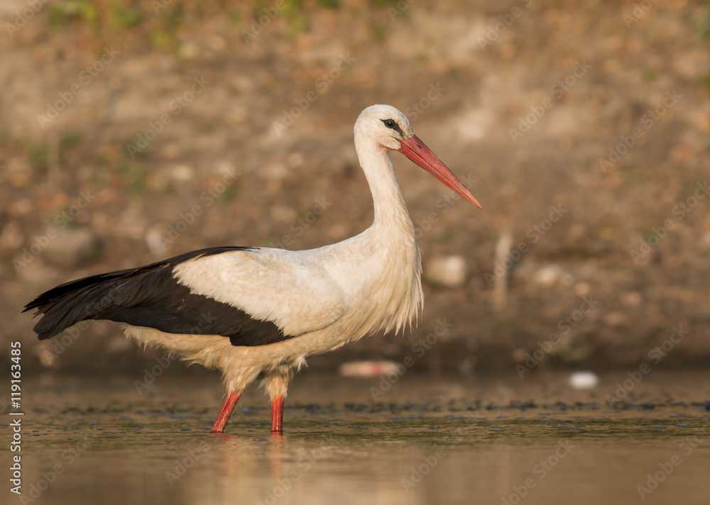 White Stork White Stork