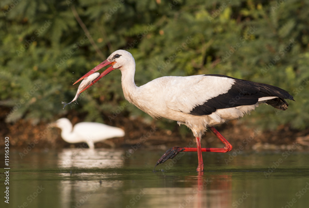 Obraz premium White Stork