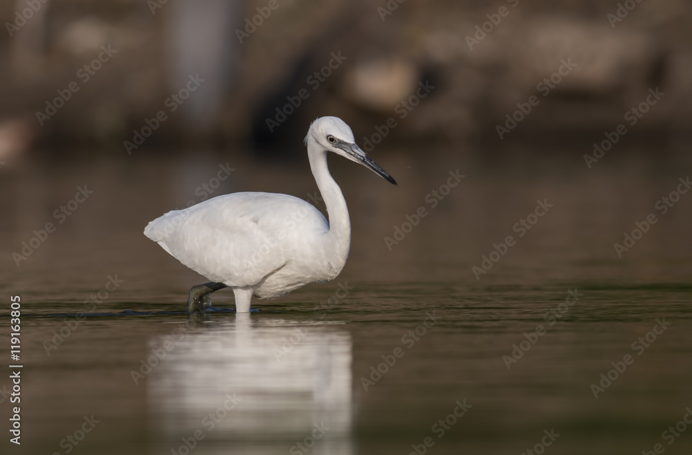Fototapeta premium Little Egret
