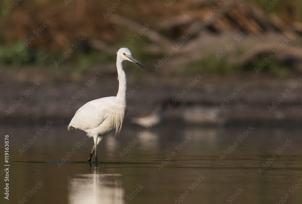 Little Egret Little Egret