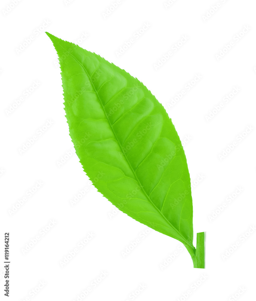 Obraz premium Green tea leaf isolated on white background