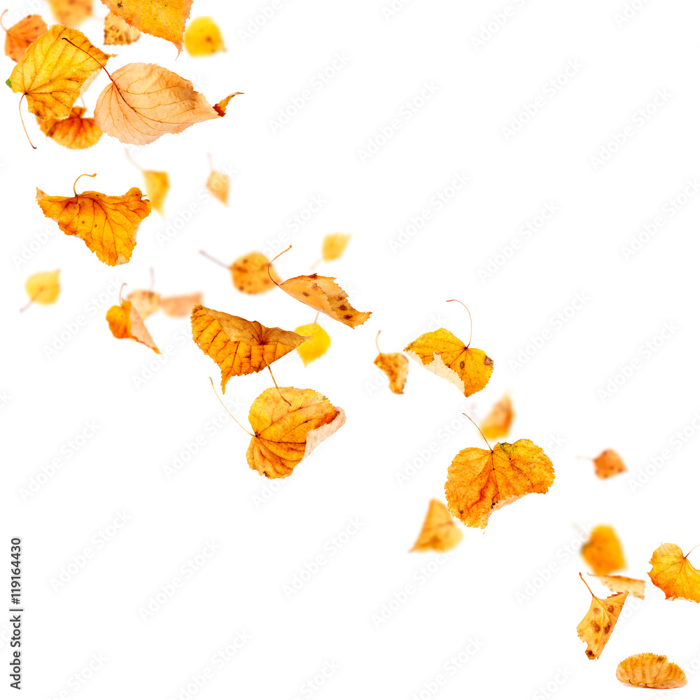 Autumn leaves falling and spinning isolated on white background - obrazy, fototapety, plakaty 