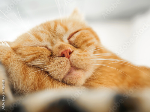 Sleepy cat © sritakoset