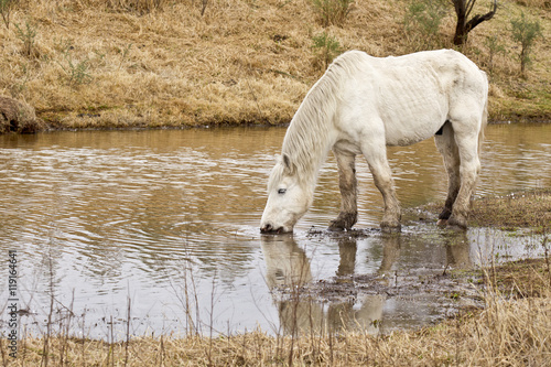 Fototapeta Naklejka Na Ścianę i Meble -  White stallion drinking