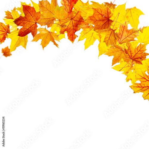 Autumn maple leaves falling and spinning isolated on white background