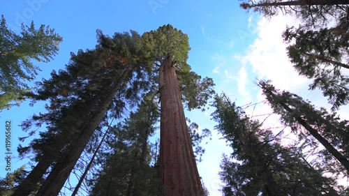 Giant Forest of Sequoia National Park in Tulare County photo