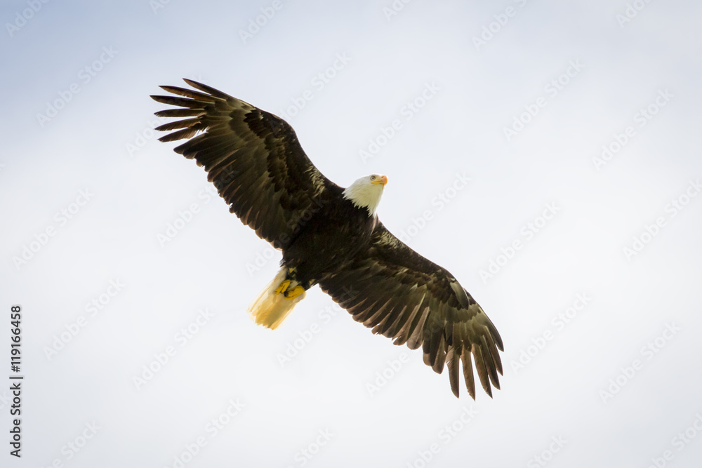 Obraz premium Bald Eagle Flying High