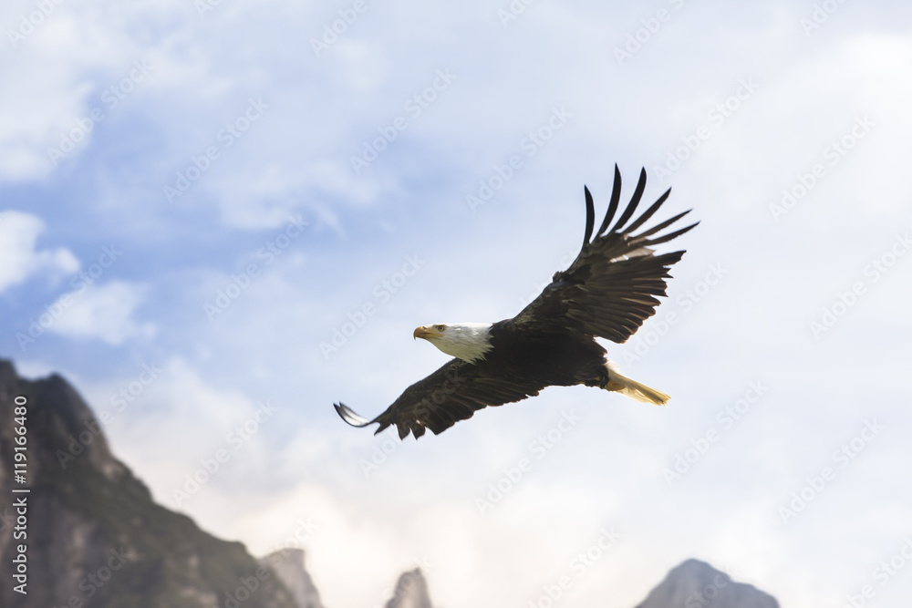Obraz premium Bald Eagle with Majestic Mountains