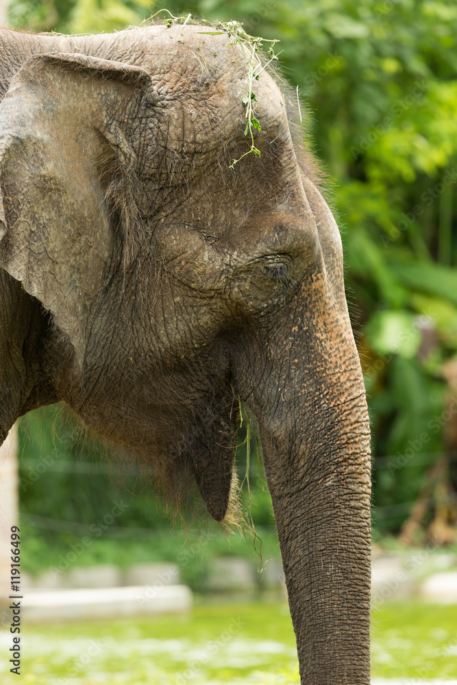 Fototapeta premium Close up asia elephant