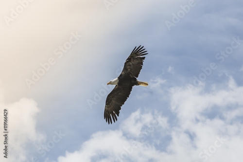 Bald Eagle Soaring  © elementb2