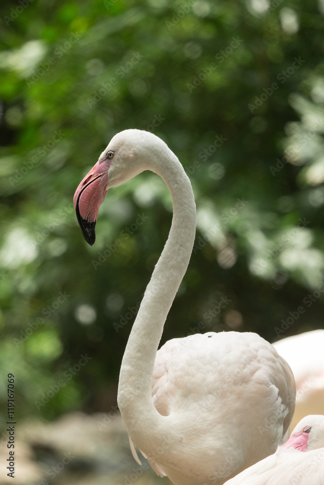 Naklejka premium Portrait of flamingo