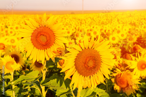 Fototapeta Naklejka Na Ścianę i Meble -  Sunflowers at sunset