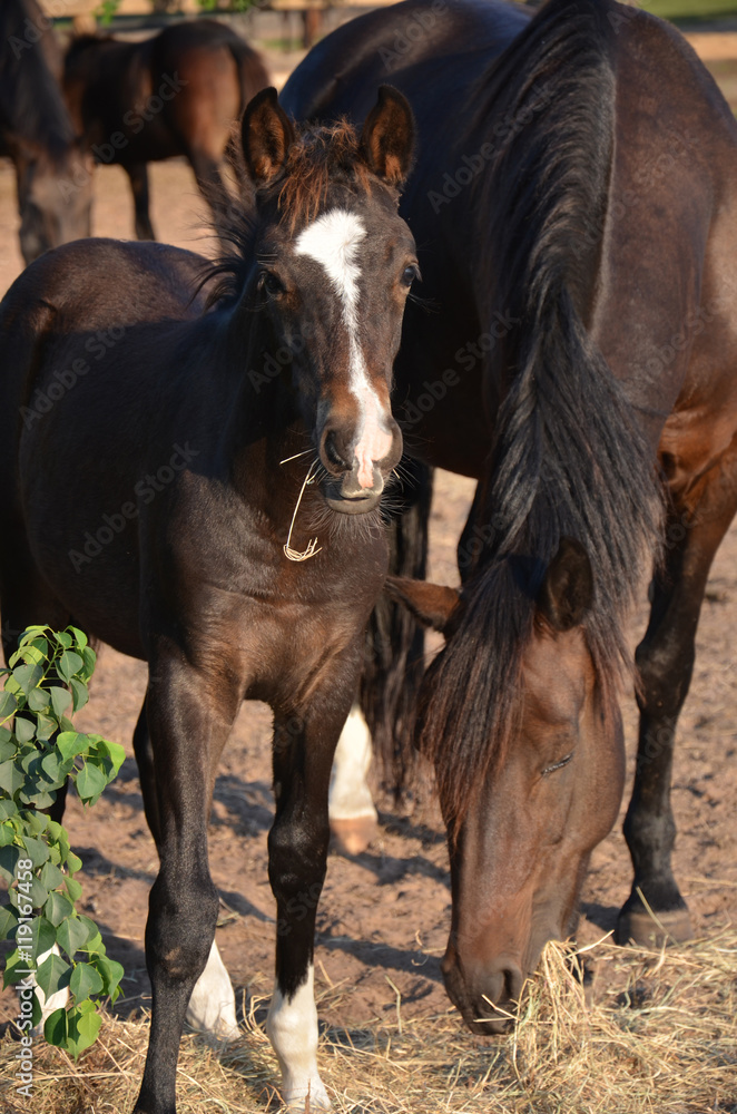 colt with mother
