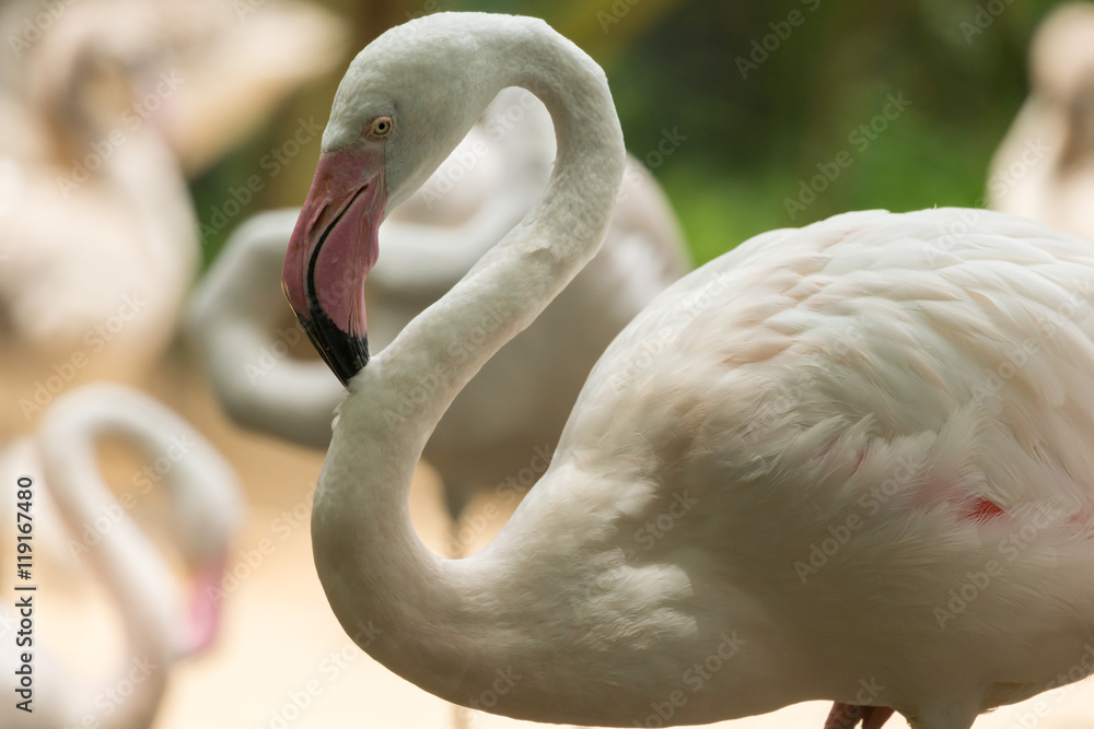 Naklejka premium Close up of flamingo