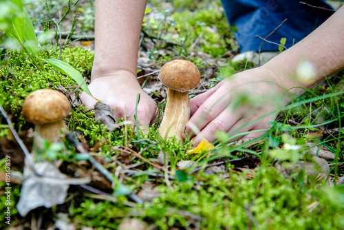  girl cuts a knife boletus mushroom in the forest 