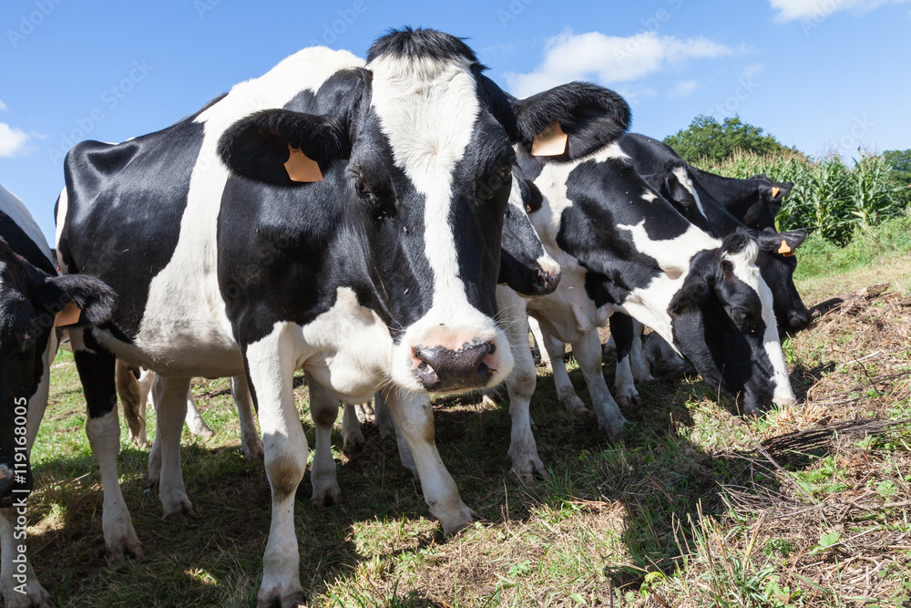 Curious black and white Holstein dairy cow looking into the lens in a herd of cattle standing in a line in a sunny pasture, close up view of her head