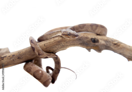 Annulated Boa on white background