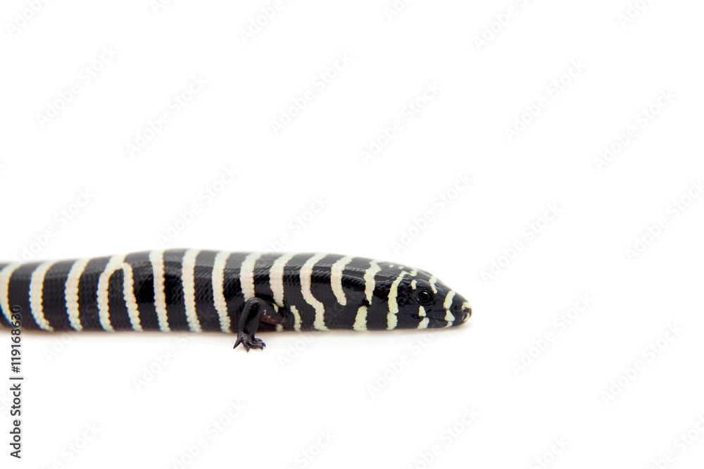 The Brazilian galliwasp on white The Brazilian galliwasp on white