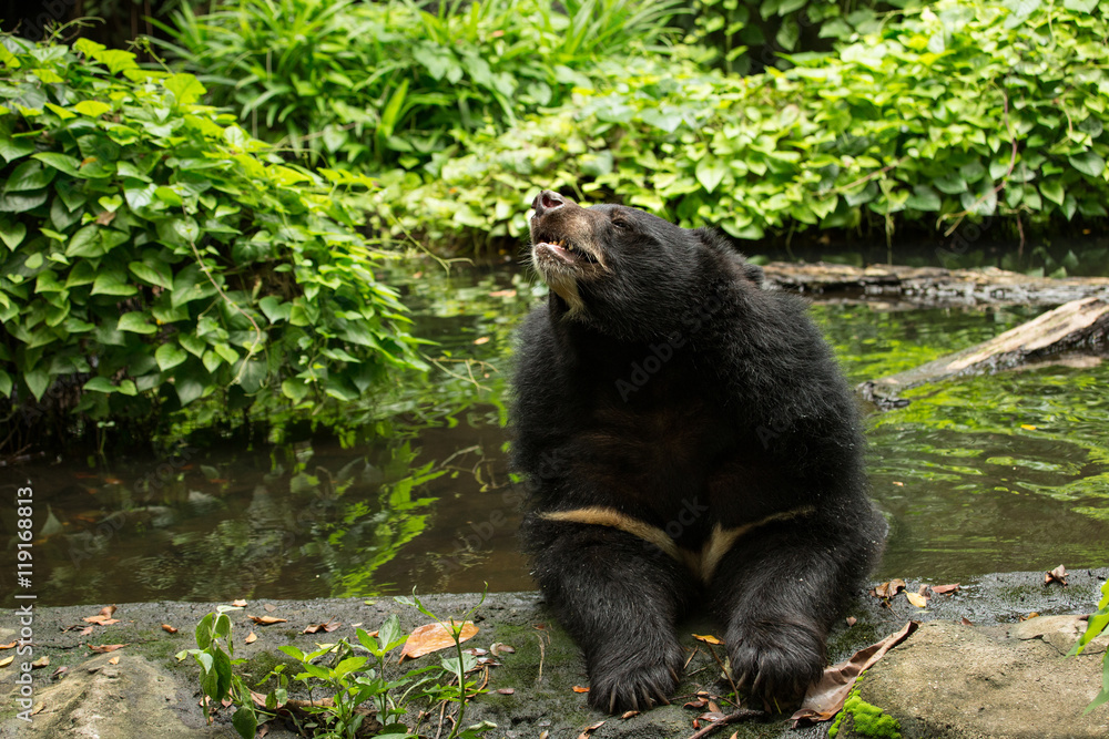 Tibetan black bear relaxing on the pond