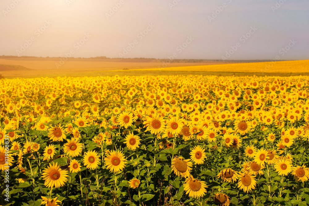 Fototapeta premium Beautiful sunflowers at sunset in the field.
