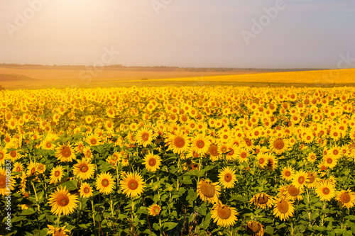 Beautiful sunflowers at sunset in the field.